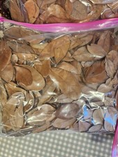 2 Gallons -- Louisiana Live Oak LEAF Litter Vivarium -- Dart Frogs