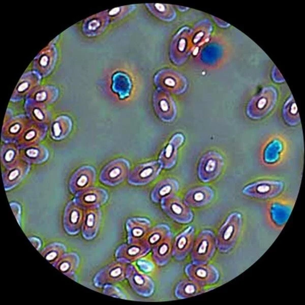 AmScope 40X-1000X Trinocular Compuesto Simul-Focal Microscopio + Kit de Contraste de Fase Foto 4 de 4