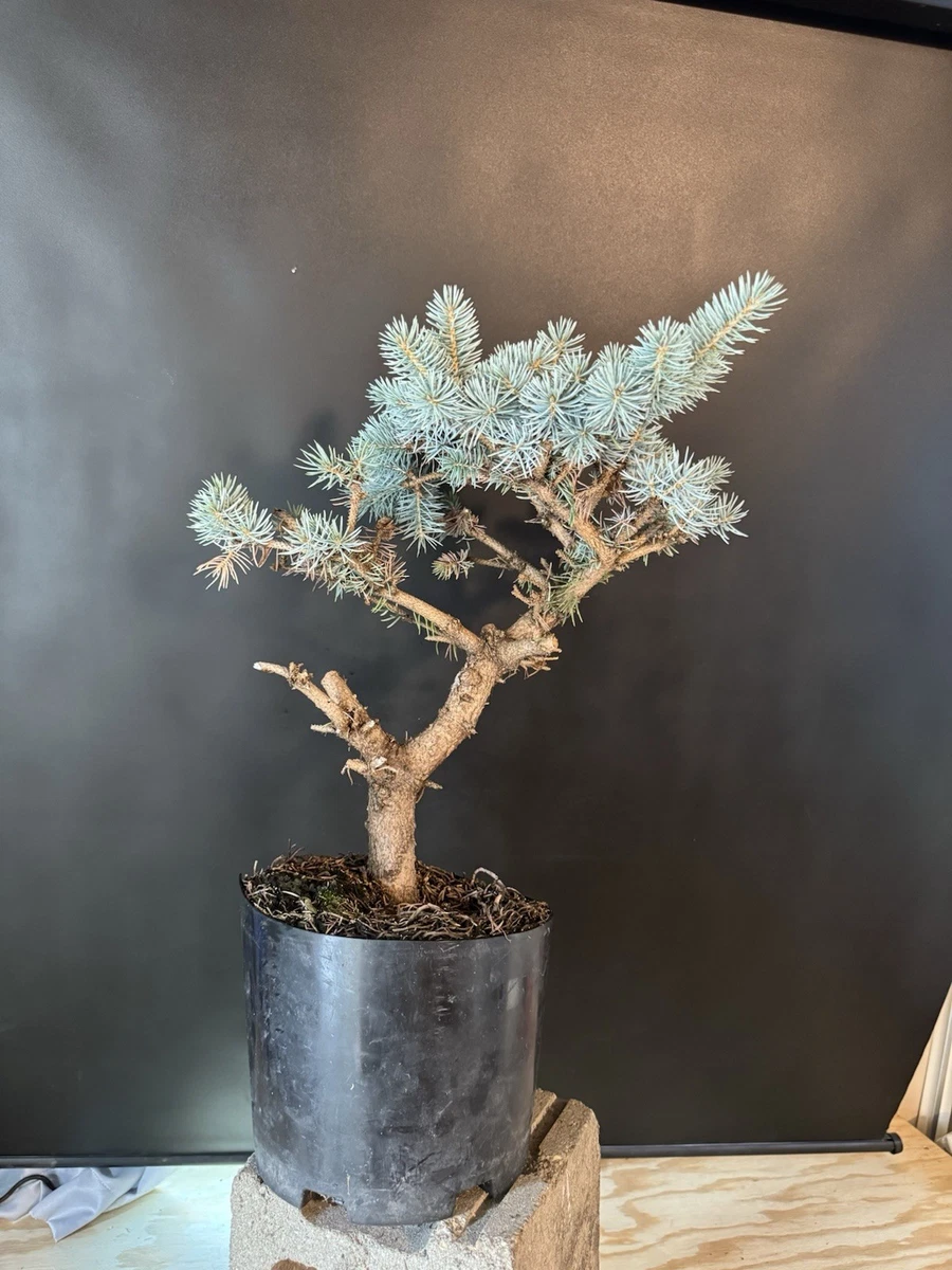 Spruce Bonsai Bonsais for sale | eBay