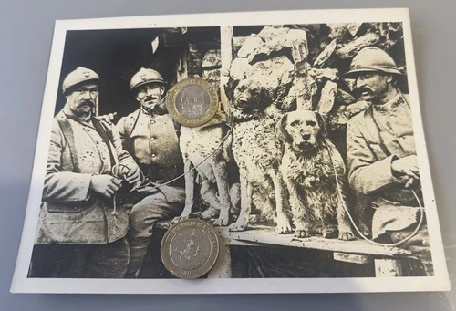 WW1 French Military Dogs 161 Infantry Regiment Official Press Photo Vosges