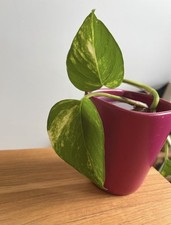 Efeutute (Epipremnum aureum) Goldranke Ableger Zimmerpflanze