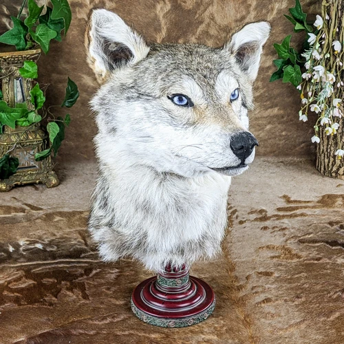 Prairie Wolf coyote Head mount Display Taxidermy Oddities Curiosities decor gift