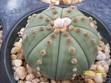 Astrophytum Asterias Nudun sand dollar cactus exotic cacti  rare seed 15 SEEDS
