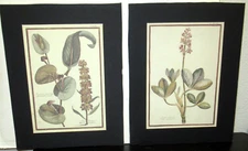 PAIR OF BOTANICAL COLOR UNFRAMED AND MATTED PRINTS