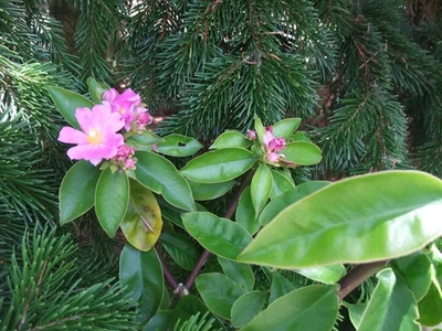 761 Pereskia grandiflora mpc6 - Photo 1/4