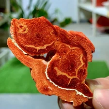 21G Natural Red coral reef Cluster Ocean Mineral Crystal Specimen