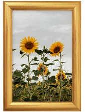 Holz mit Furnierung in Gold Bilderrahmen 60x80cm Plakatrahmen aus Holz