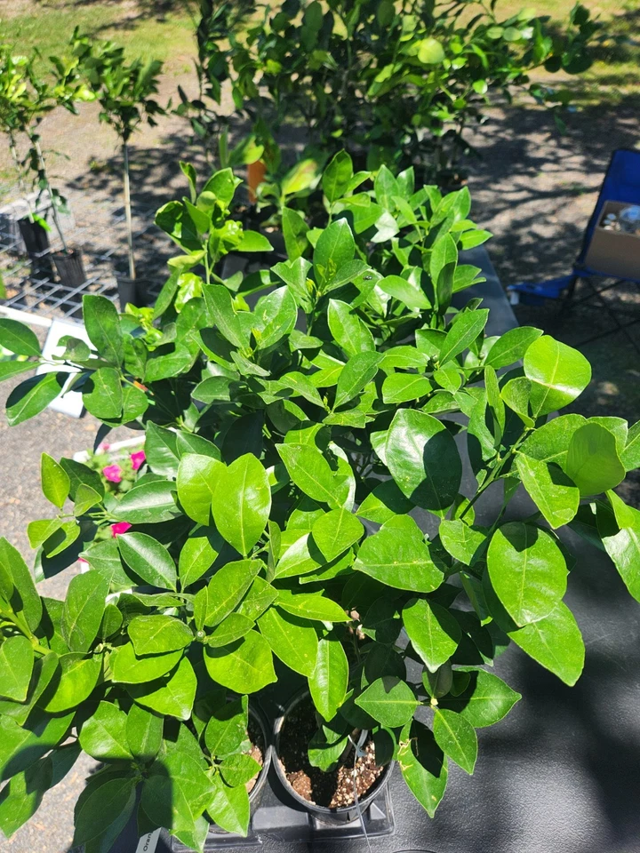 Calamondin 橙树 - Calamansi - 准备水果 — 第 2/2 张图片