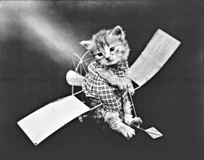 KITTEN Photo Picture VINTAGE CAT Plane Aviation Photograph Print 8x10 or 11x14