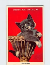 Postcard Kitten Greetings From Rice Lake Wisconsin
