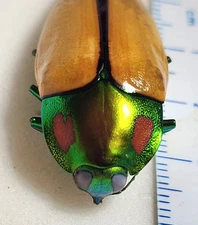 Buprestidae Calodema regalis 40.36mm Australia Jewel Beetle Insect RARE