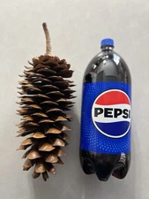 1 Large Sugar Pine Cone “with” Stem. 14” Total Height (11” Cone + 3” Stem)