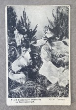 1911 Antique Imperial Russian Empire era Postcard Foxes Ex. Yekaterinburg Russia