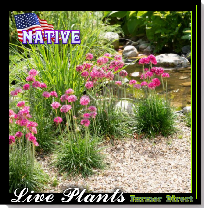 Sea Thrift Armeria Maritima Live Plant Perennial Plug Evergreen