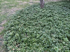 Pachysandra -Buy 100 Get 100 FREE - Well Established Plants w/roots-NOT Cuttings