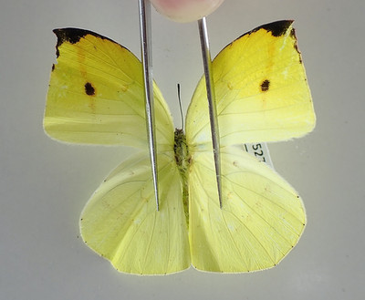 PI5270. Insects, butterflies: Pieridae sp. North Vietnam.