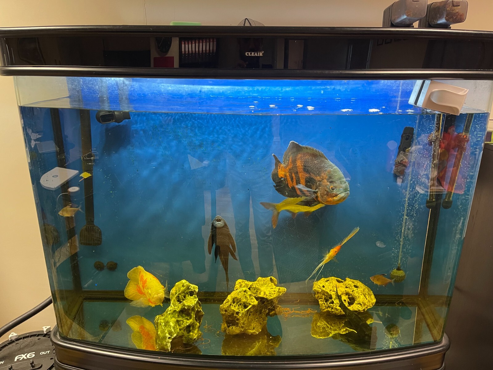 5ft Cleair Aquarium Full Setup! eBay