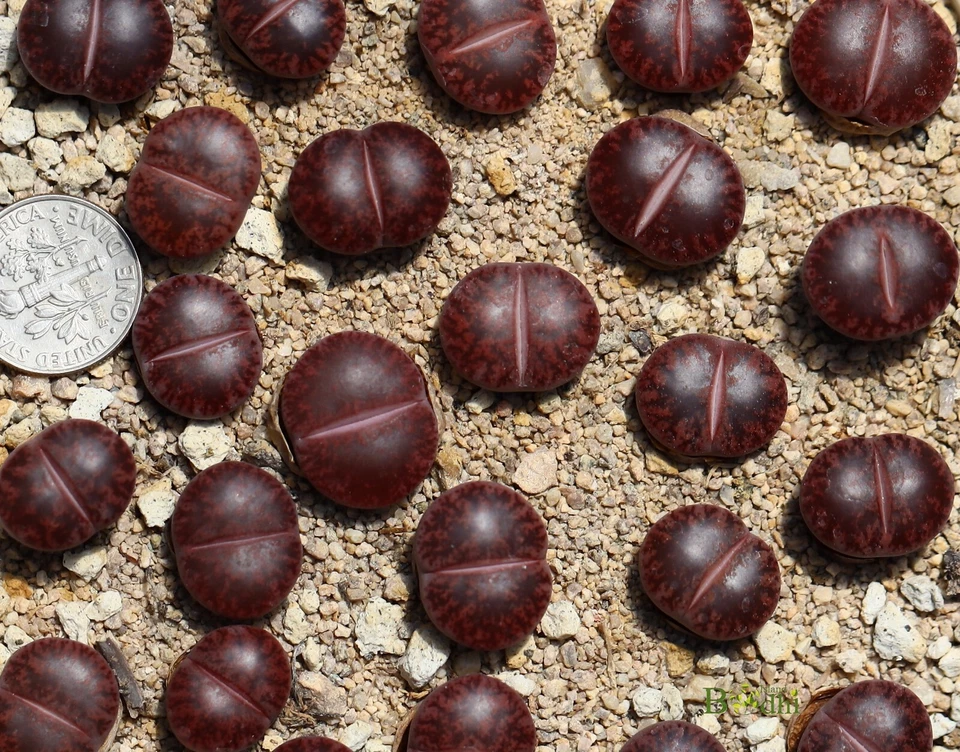 Plant -one-Lithops lesliei “Jambourree”  - Image 2 of 3