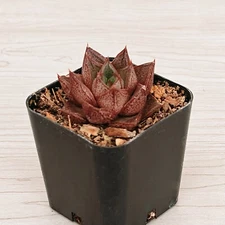 Succulent Plant - Echeveria Purpusorum Dionysos - Live Plant In 2" Pot