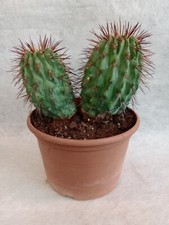 Copiapoa Dealbata Var. Carrizalensis - da seme - vaso 20 cm - peso kg 2,5
