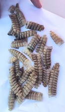 Lot Of Rattles Sourced From Snakes In The Sonoran Desert, USA
