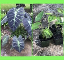 COLOCASIA ESCULENTA BLACK BEAUTY ELEPHANT EAR ANTIQUORUM LIVE TROPICAL PLANT