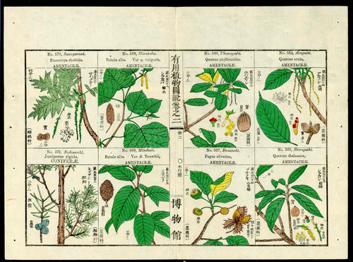 1919 Tokyo Botanical Magazine Original Antique Japanese Print Juniper, Birch