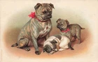 DOGS - Bull Dog Family, 1900 Illustrated Card (1007)