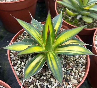 Sale Rare Cacti Agave horrida 'Yellow Mediopicta' WYSIWYG Boutique Garden Decor