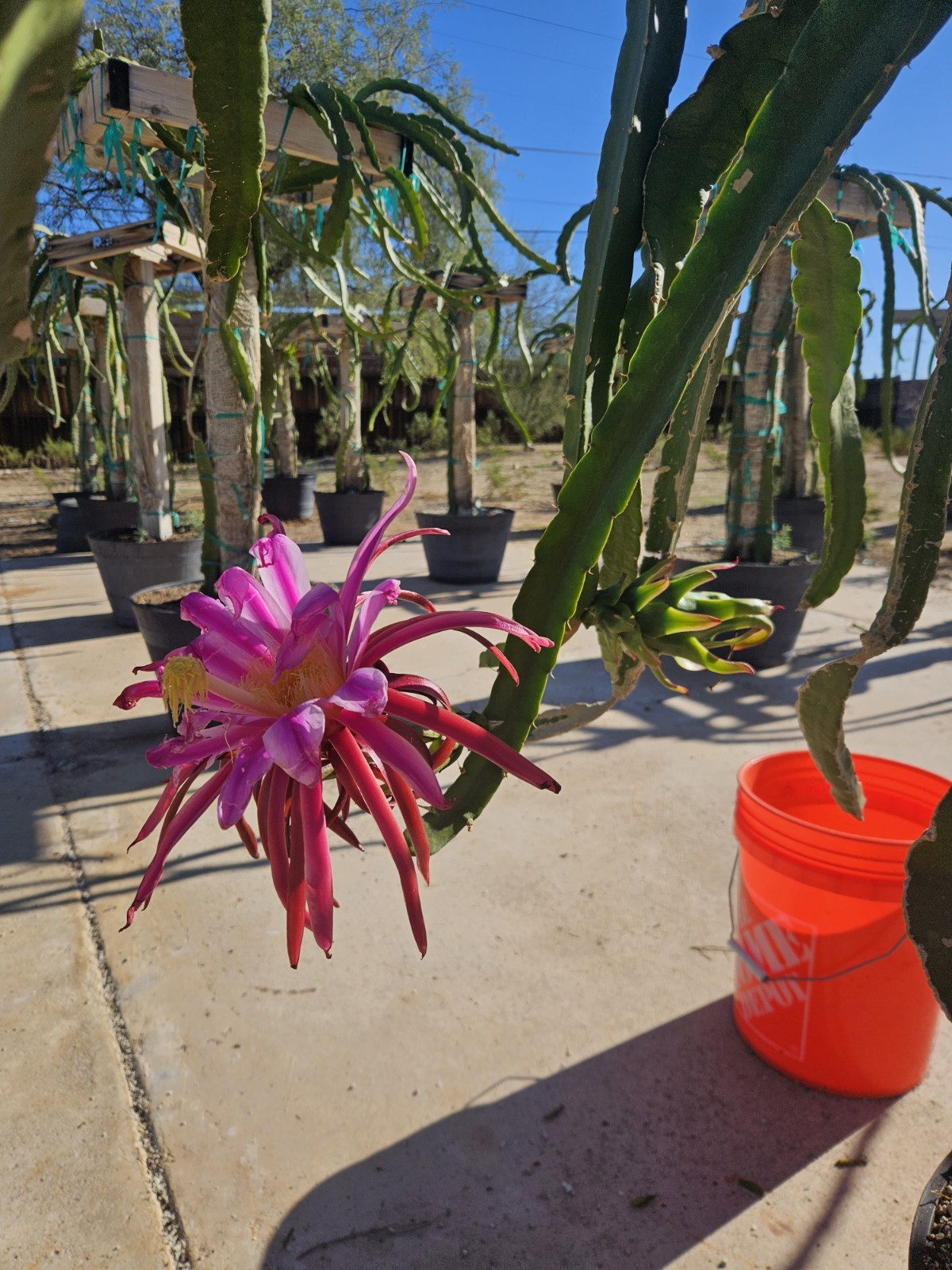 Dragon Fruit Cutting AX 🍬 Rare Exotic 20" - 28" Mature Healthy 💪MASSIVE THICK
