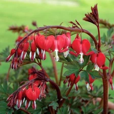25 Red Bleeding Heart Seeds Flowers Bloom Shade Flower Garden Seed 184 US SELLER