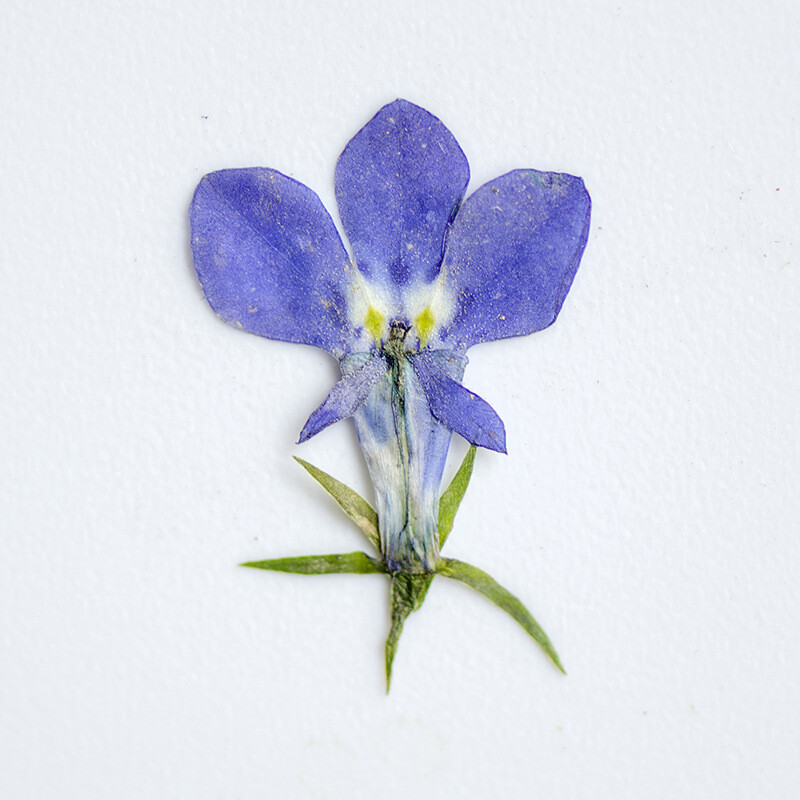ルエリア　ruellia デモテープ ルエリア ruellia デモテープ ルエリア ruellia デモテープ ルエリア