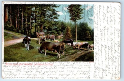 Ruhe auf der Weide Schwarzatal GERMANY UDB Postcard