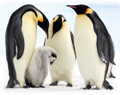 Mauspad aus der Edition Colibri: Kaiserpinguin - Familie - neu