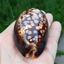 1PC Natural Conch Shell Specimens Collection Aquarium Fish Tank Landscape Decor