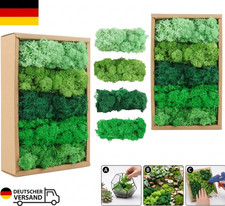 MXTIMWAN Islandmoos, Moos in 5 versch 200g f&uuml;r Moosbilder, Natur, Authentisch, K