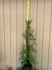 20+Y/O Rescue•Coast Redwood Tree Huge Burl (My BIGGEST!) From Seed NorCal Coast — photo 3