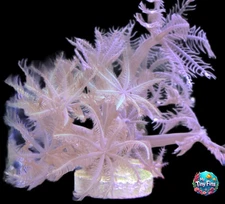 Waving Hand Anthelia Coral Frag – 1" Frag Plug
