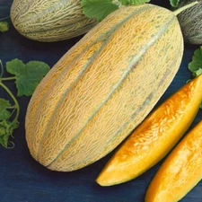 40 Heirloom Banana Melon Seeds - Unique Flavor and Appearance! Heavenly Sweet