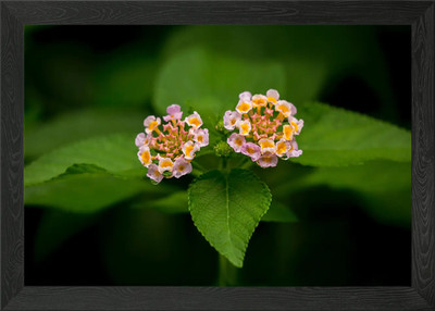 Zwei rosa Blumen gerahmtes Wandbild Poster Leinwanddruck Bild