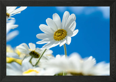 Ochsenauge Gänseblümchen gerahmtes Wandbild Poster Leinwanddruck Bild