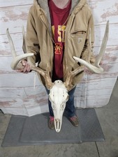 Wild 9 Point Whitetail Deer Antler Rack Horn European Skull Mount Man Cave 139"