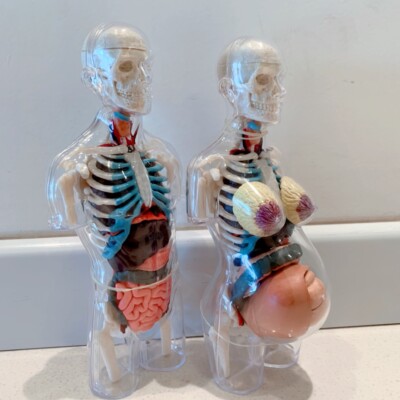 Human Body Anatomy Assembly Model Medical Teaching Pregnant Woman