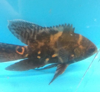 Longfin red tiger oscar 3 in length live tropical fish eBay Longfin red tiger oscar 3 in length live tropical fish eBay