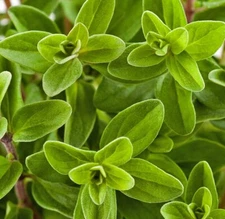 2000 Sweet Marjoram Seeds (Origanum majorana) - Herb Seeds - USA Grown - Non Gmo