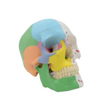 Skull Model Educational Model Human Anatomical Studying Model PVC Material