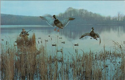 #ad Among The Decoys Eau Claire Wisconsin Ducks Birds Chrome Vintage Post Card $7.76