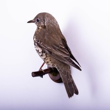 Taxidermy Song Thrush Wall mount Bird Real Stuffed Animal Hunt Lodge Decor
