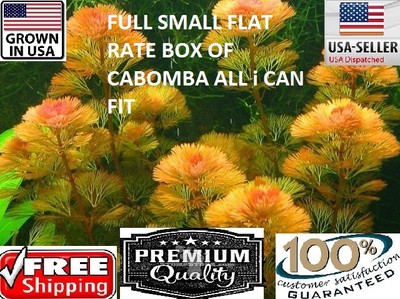 CABOMBA FULL SMALL FLAT RATE BOX Easy Aquarium Plant aquascaping planted tank