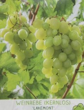 Vitis 'Lakemont' - kernlose weiße Trauben Wein Rebe - Pflanze 80-100cm Weinstock